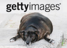 скидки Gettyimages